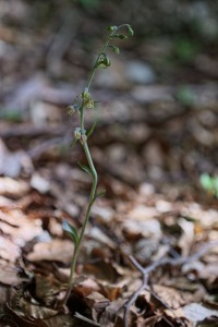 Epipactis microphylla (Ehrh.) Sw.
