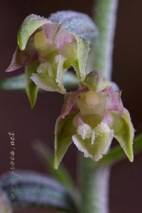 Epipactis microphylla (Ehrh.) Sw.
