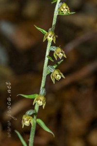 Epipactis microphylla (Ehrh.) Sw.