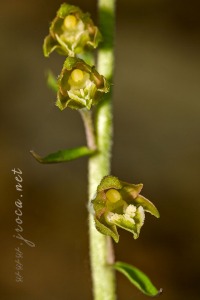 Epipactis microphylla (Ehrh.) Sw.