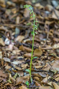 Epipactis microphylla (Ehrh.) Sw.