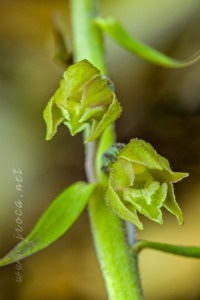 Epipactis microphylla (Ehrh.) Sw.