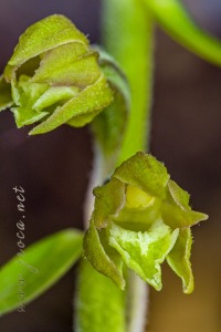 Epipactis microphylla (Ehrh.) Sw.
