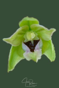 Epipactis muelleri (Godfery, 1921)
