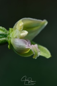 Epipactis muelleri (Godfery, 1921)