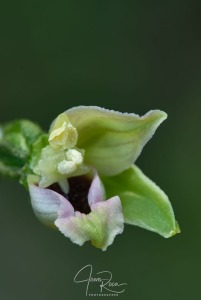 Epipactis muelleri (Godfery, 1921)