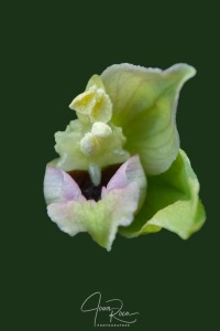 Epipactis muelleri (Godfery, 1921)