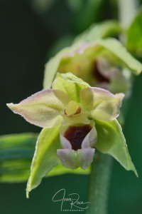 Epipactis muelleri (Godfery, 1921)