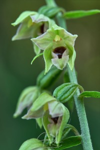 Epipactis muelleri (Godfery, 1921)