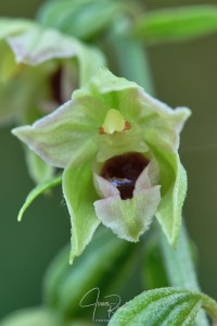Epipactis muelleri (Godfery, 1921)