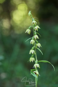 Epipactis muelleri (Godfery, 1921)