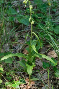 Epipactis muelleri (Godfery, 1921)