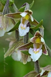 Epipactis palustris (L.) Crantz