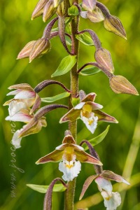 Epipactis palustris (L.) Crantz