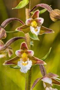 Epipactis palustris (L.) Crantz