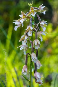 Epipactis palustris (L.) Crantz