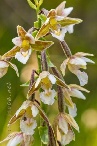 Epipactis palustris (L.) Crantz