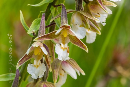 Epipactis palustris (L.) Crantz