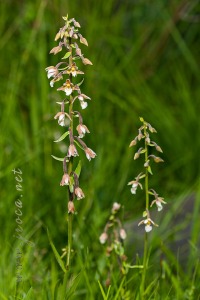 Epipactis palustris (L.) Crantz