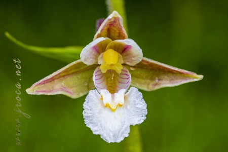 Epipactis palustris (L.) Crantz