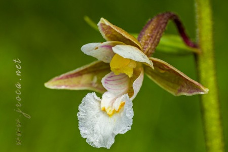 Epipactis palustris (L.) Crantz