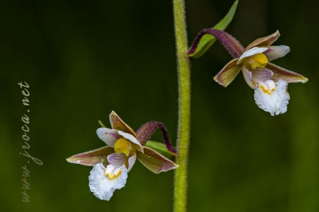 Epipactis palustris (L.) Crantz