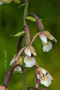 Epipactis palustris (L.) Crantz