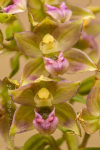 Epipactis tremolsii Pau