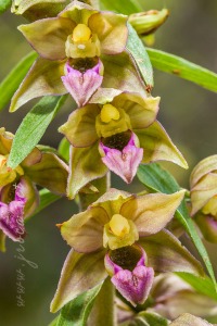 Epipactis helleborine (L.) Crantz