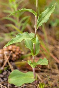 Epipactis tremolsii Pau