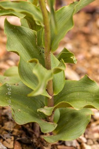 Epipactis tremolsii Pau