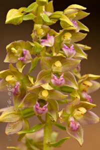 Epipactis tremolsii Pau