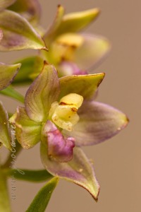 Epipactis tremolsii Pau
