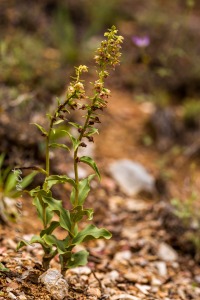 Epipactis tremolsii Pau