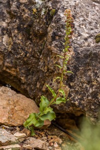 Epipactis tremolsii Pau
