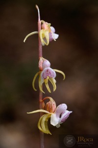 Epipogium aphyllum Sw.