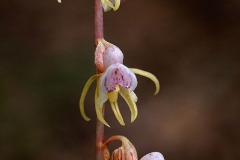 Epipogium aphyllum