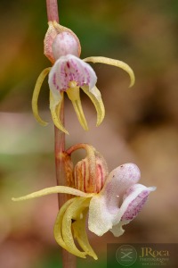 Epipogium aphyllum Sw.