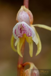 Epipogium aphyllum Sw.