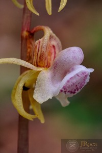 Epipogium aphyllum Sw.
