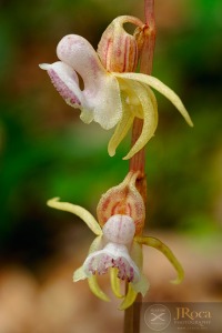 Epipogium aphyllum Sw.