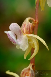 Epipogium aphyllum Sw.