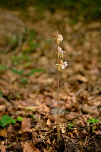 Epipogium aphyllum Sw.