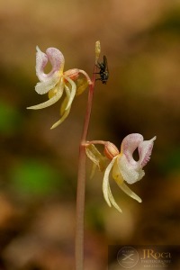 Epipogium aphyllum Sw.