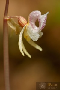 Epipogium aphyllum Sw.