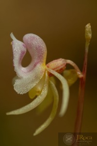 Epipogium aphyllum Sw.