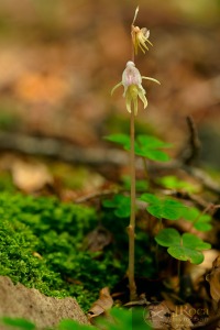 Epipogium aphyllum Sw.