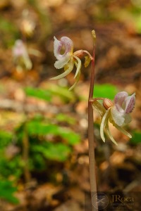 Epipogium aphyllum Sw.