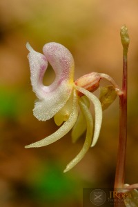 Epipogium aphyllum Sw.