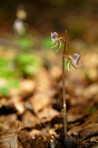 Epipogium aphyllum Sw.